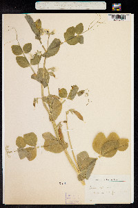 Pisum sativum image