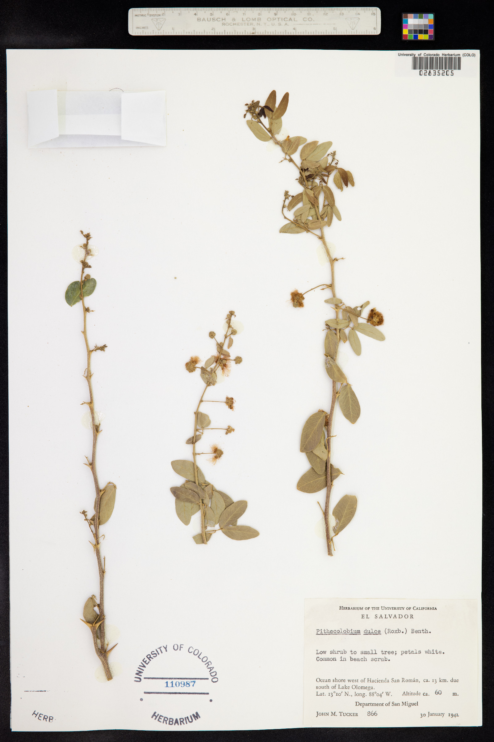 Pithecellobium image