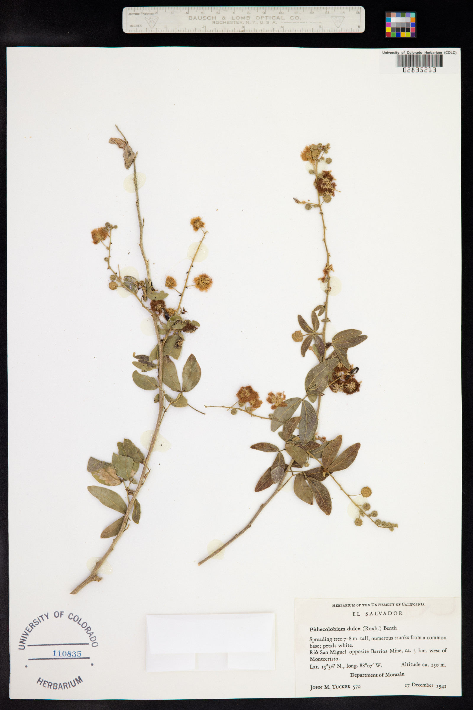 Pithecellobium dulce image