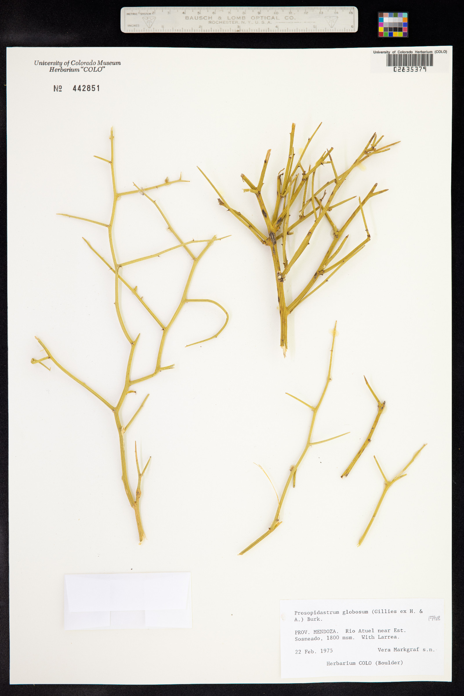 Prosopidastrum globosum image