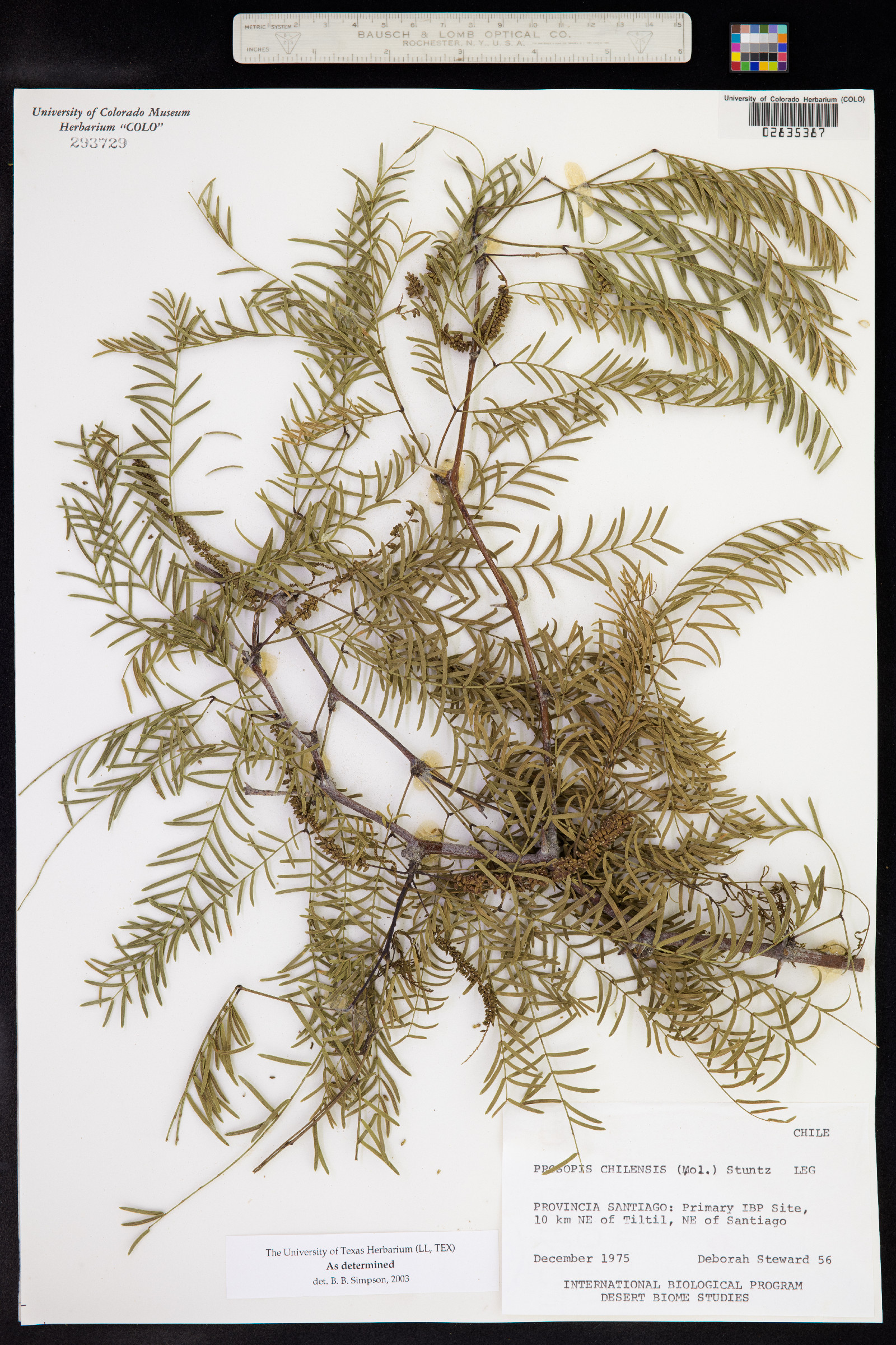 Prosopis chilensis image