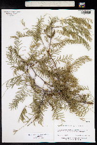 Prosopis chilensis image