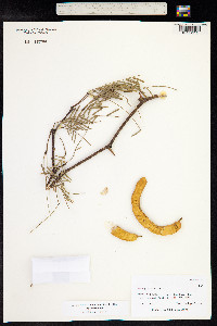 Prosopis alba image