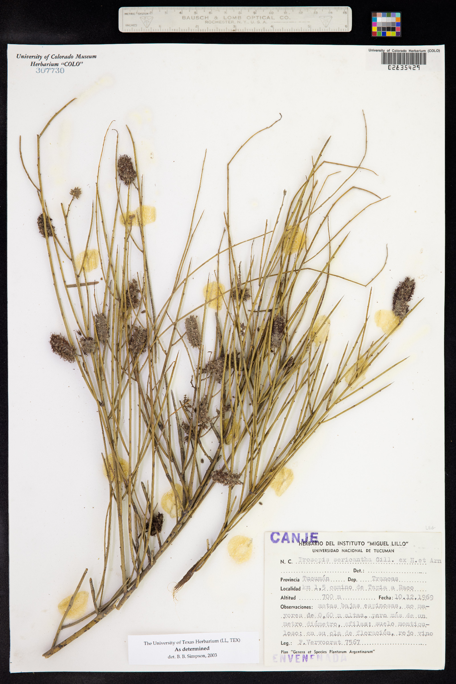 Prosopis sericantha image