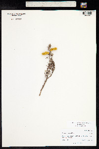 Prosopis strombulifera image