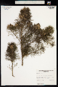 Psoralea pinnata image