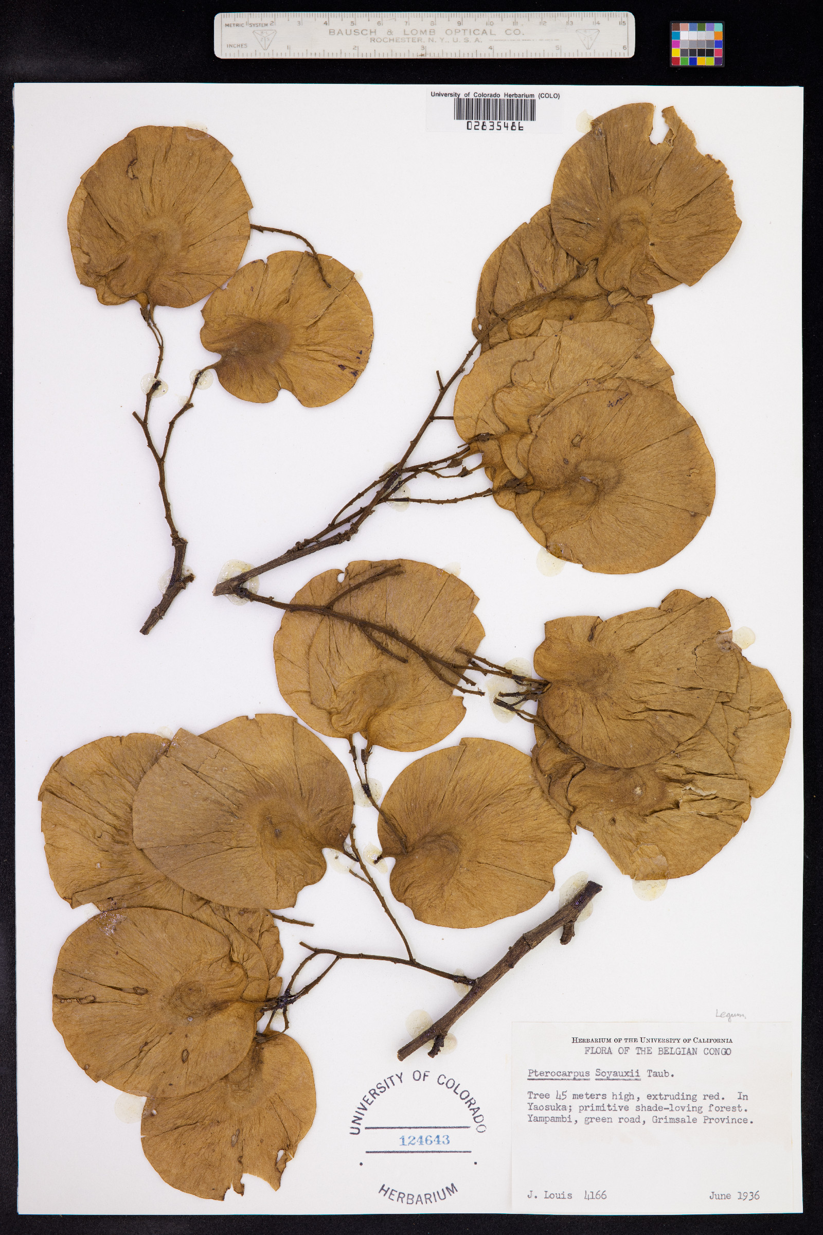 Pterocarpus image