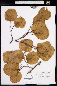 Image of Pterocarpus soyauxii