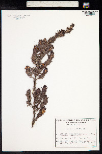 Pultenaea elliptica image