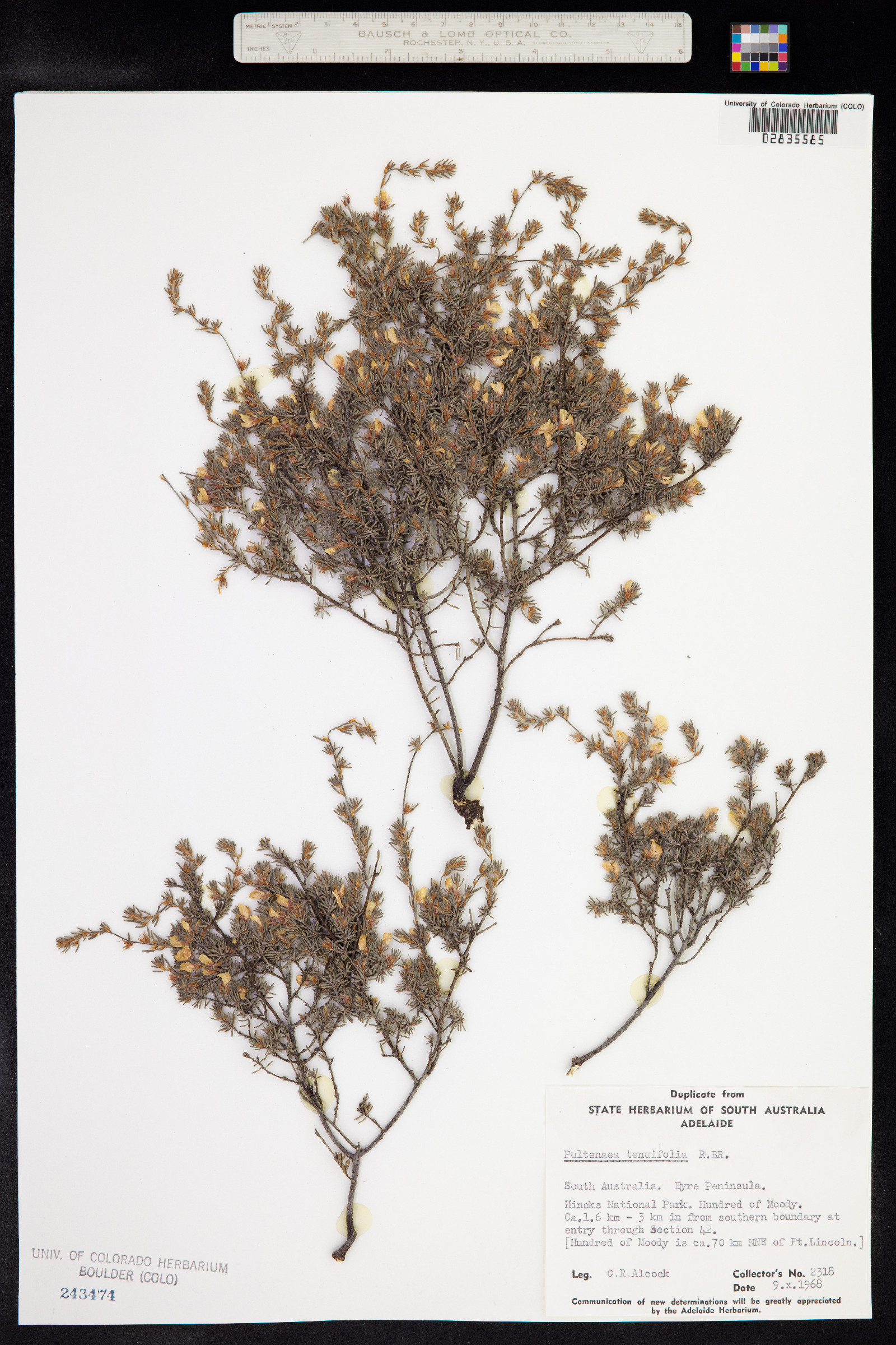 Pultenaea tenuifolia image