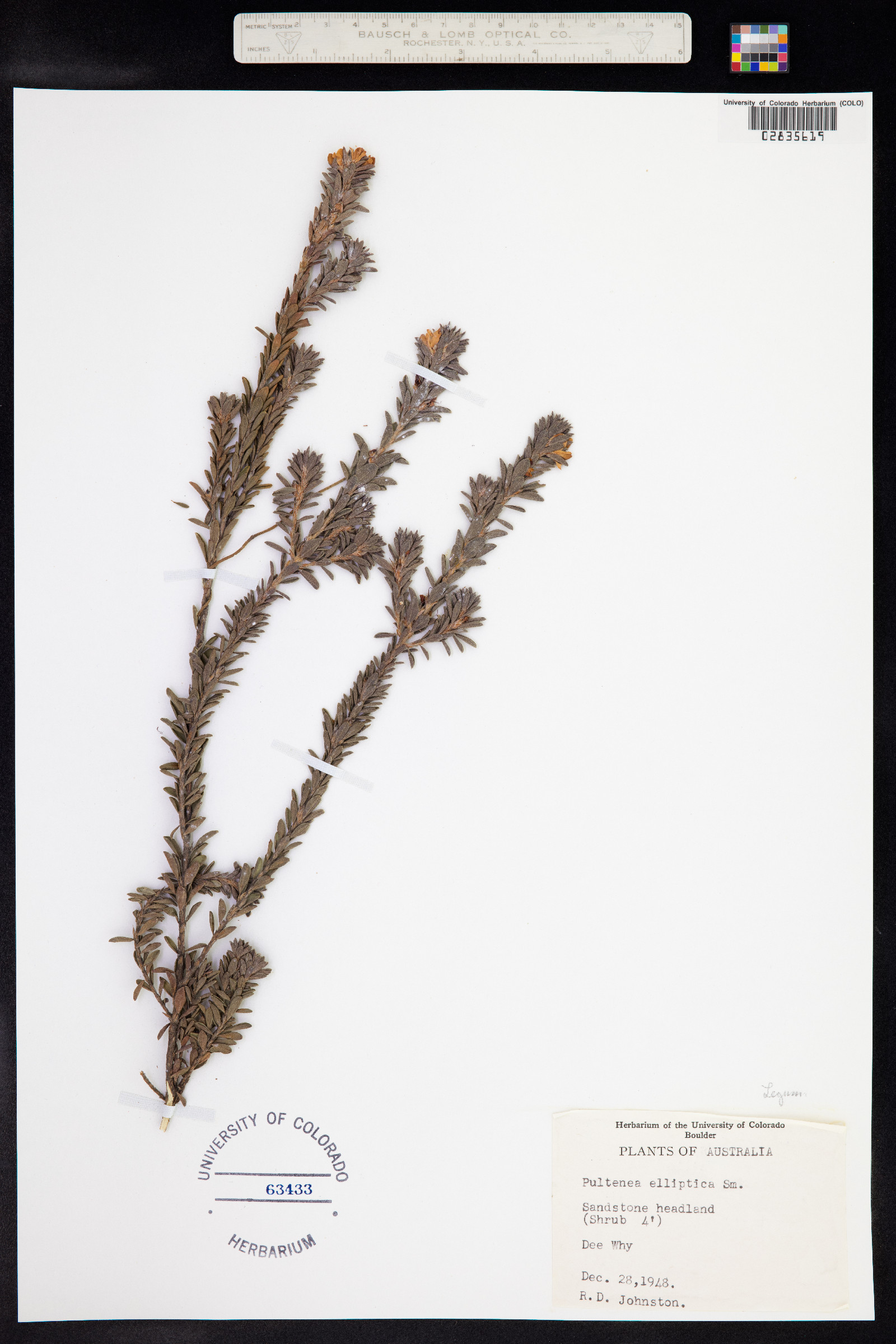 Pultenaea elliptica image