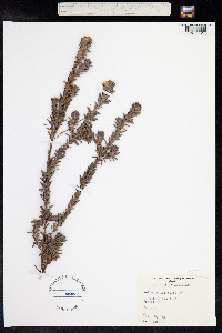 Pultenaea elliptica image