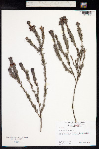 Pultenaea elliptica image