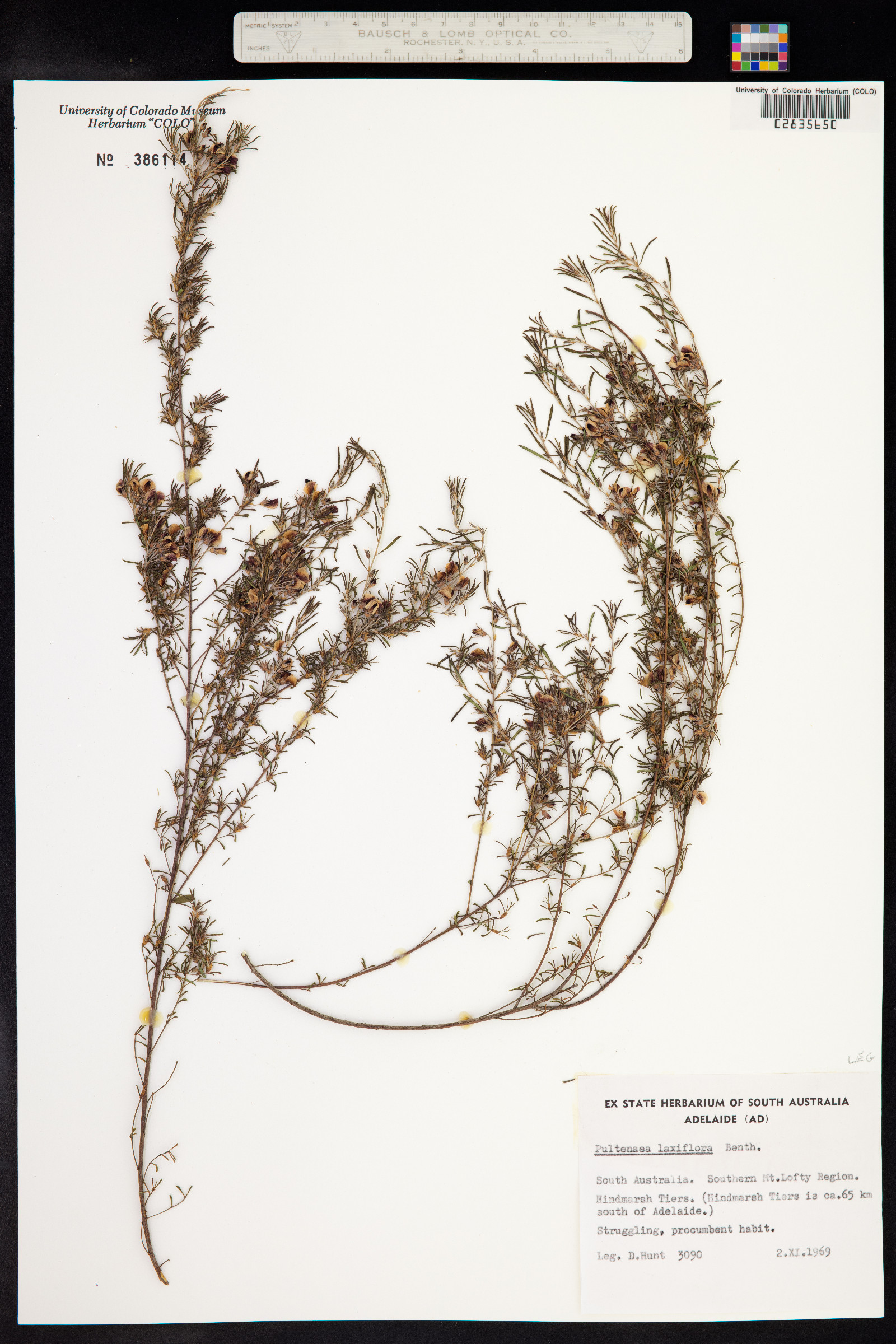 Pultenaea laxiflora image