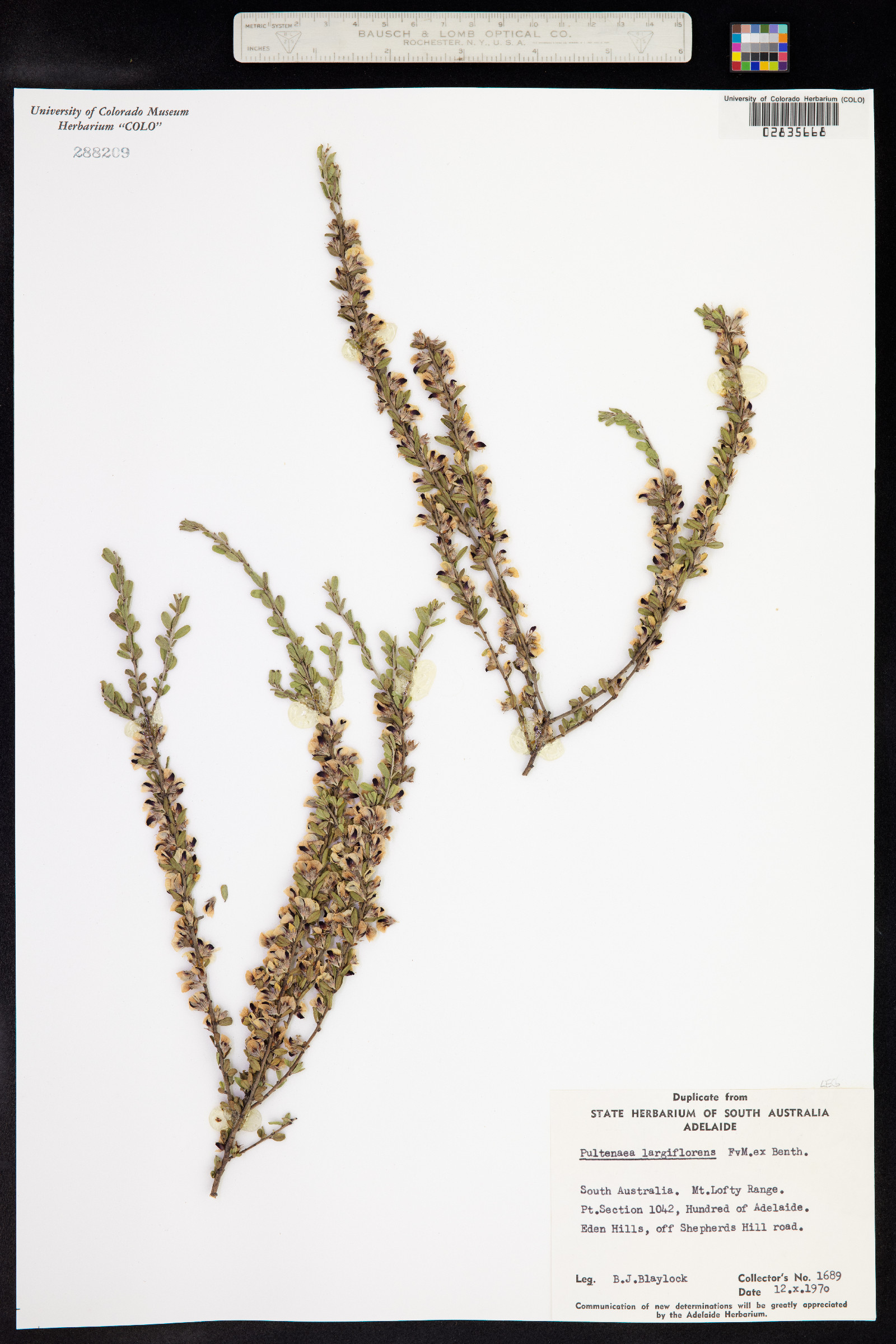 Pultenaea largiflorens image