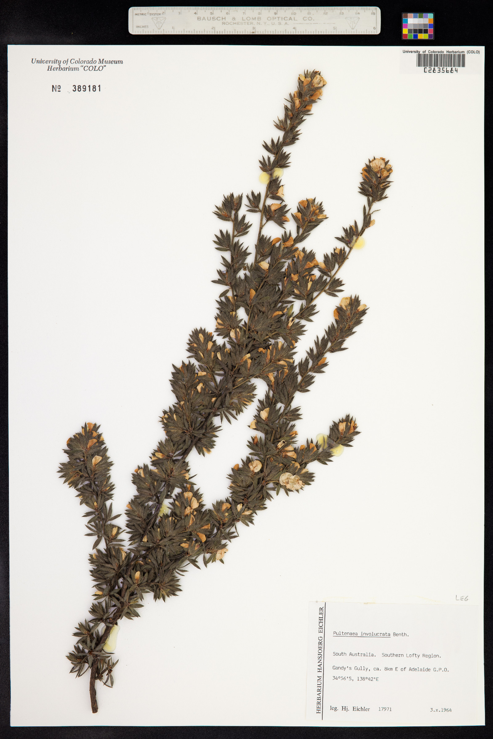 Pultenaea involucrata image