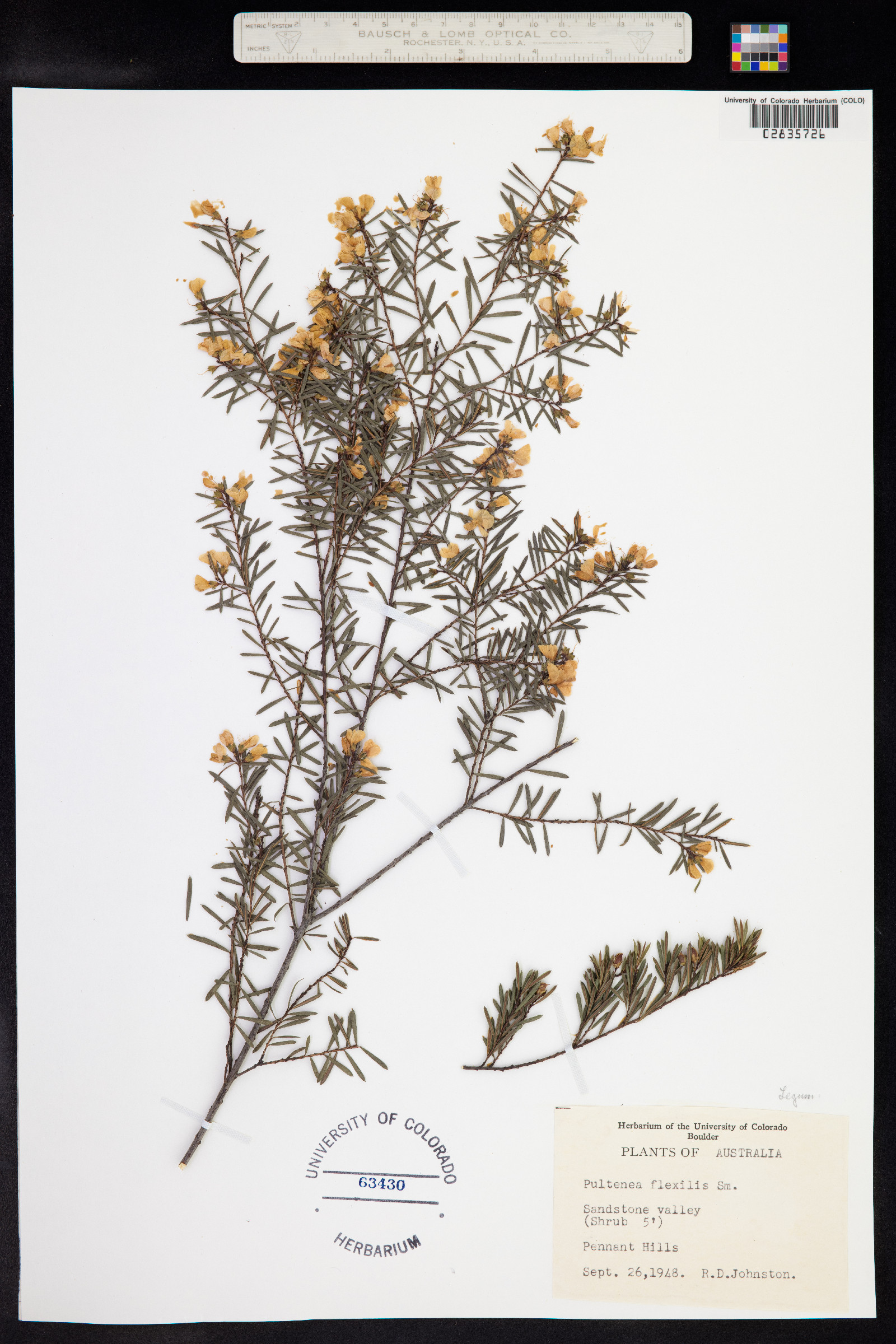 Pultenaea flexilis image