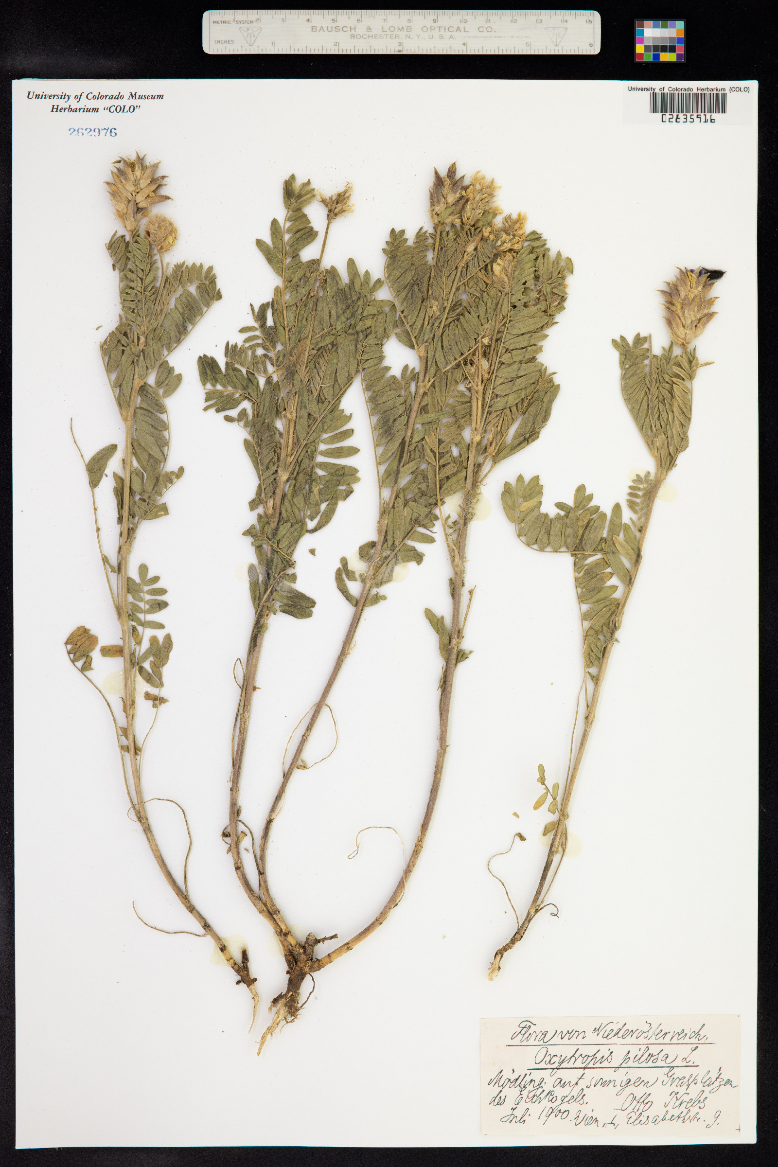 Oxytropis pilosa image
