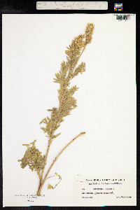 Oxytropis pilosa image