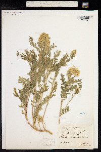 Oxytropis pilosa image