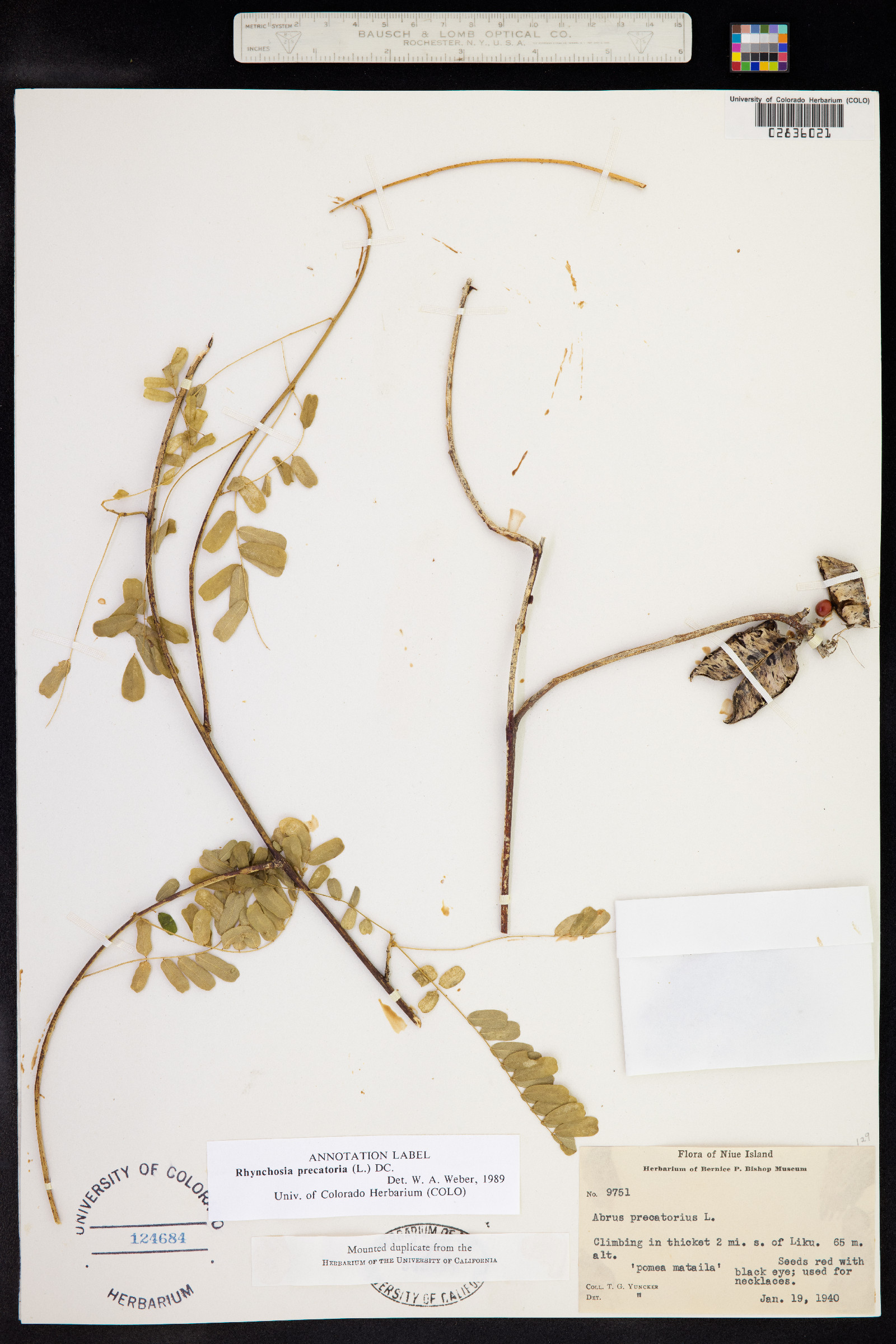 Rhynchosia image