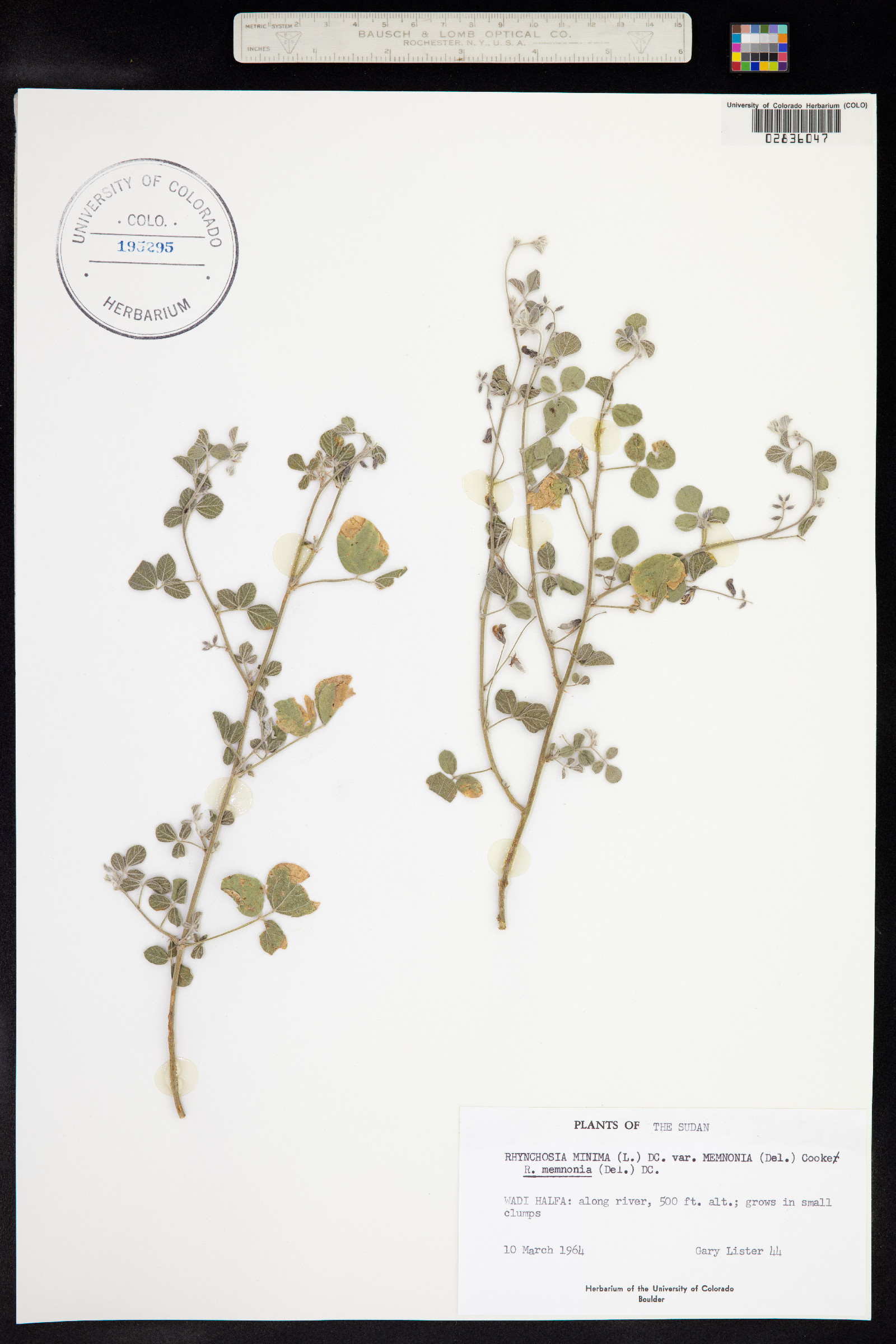 Rhynchosia minima image