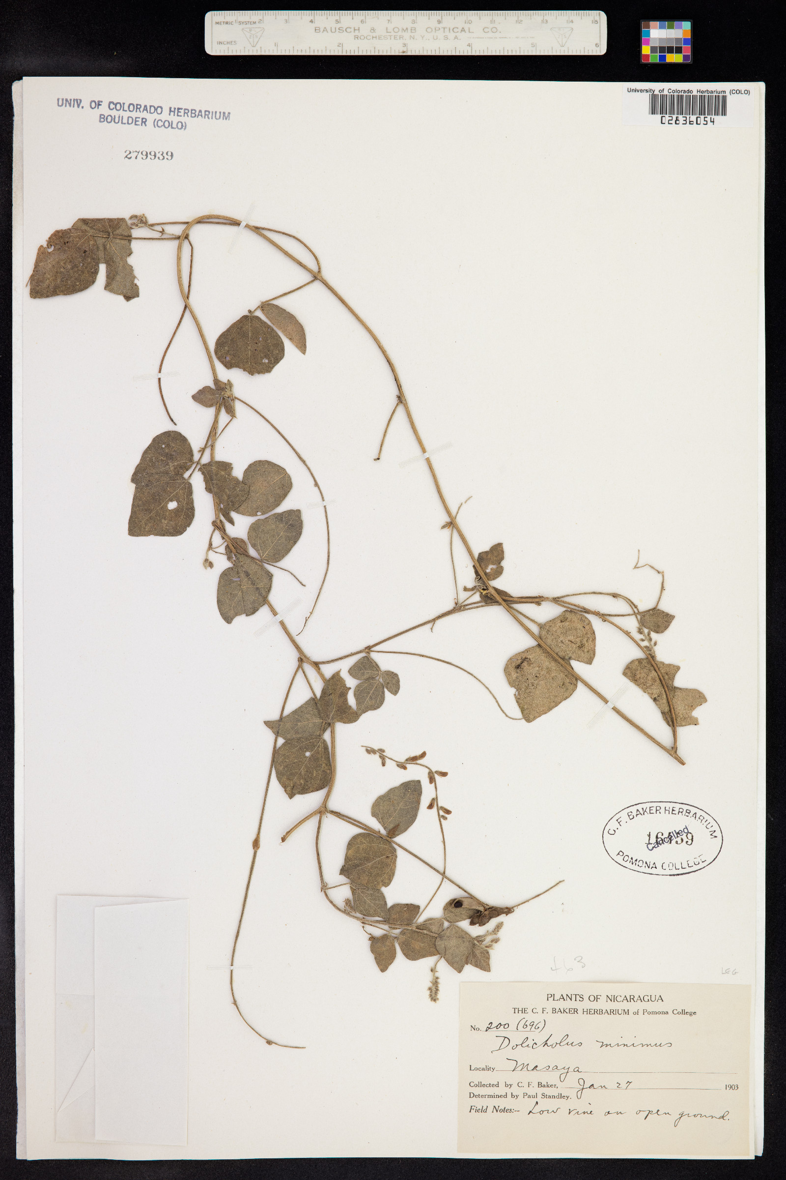 Rhynchosia minima image