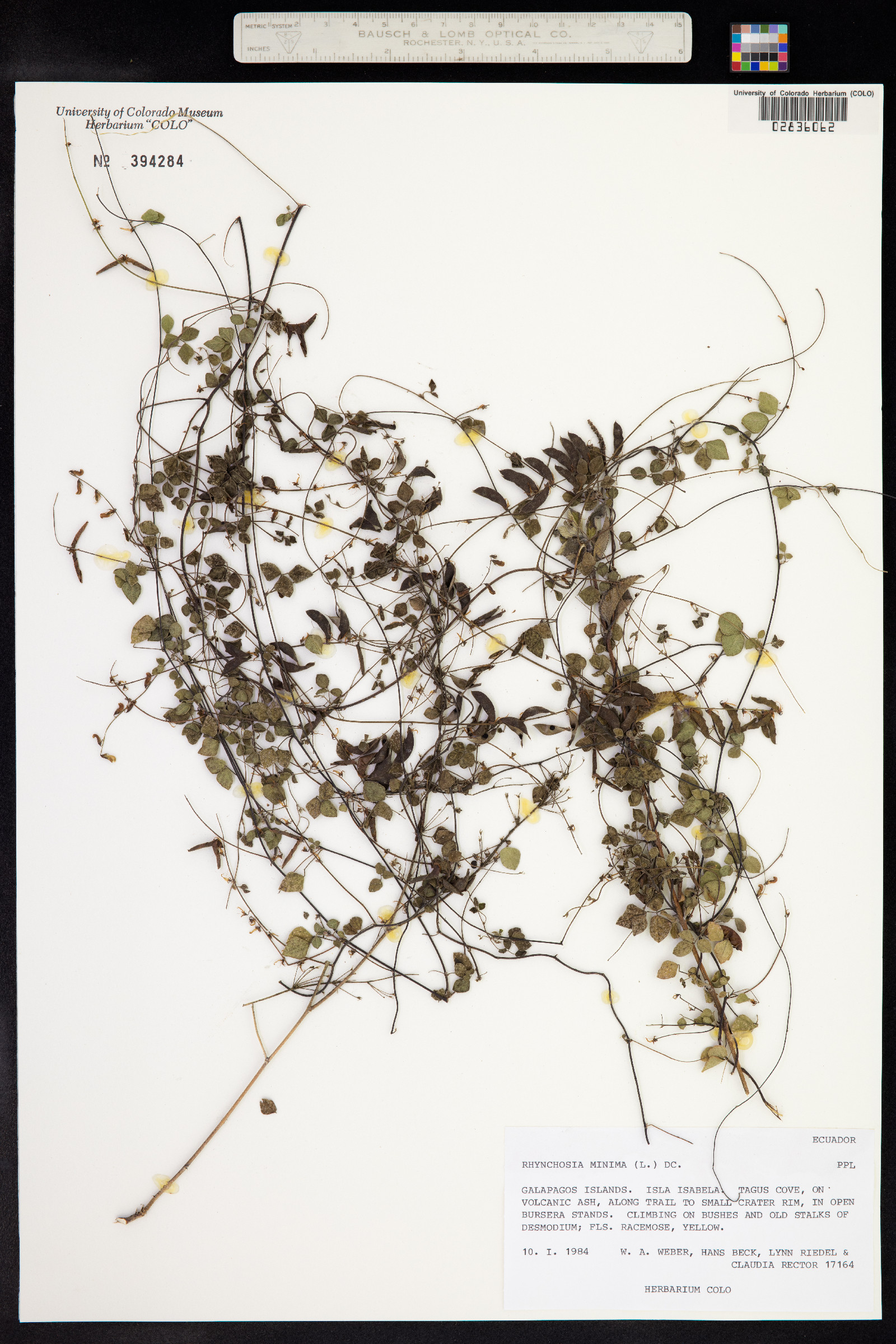 Rhynchosia minima image