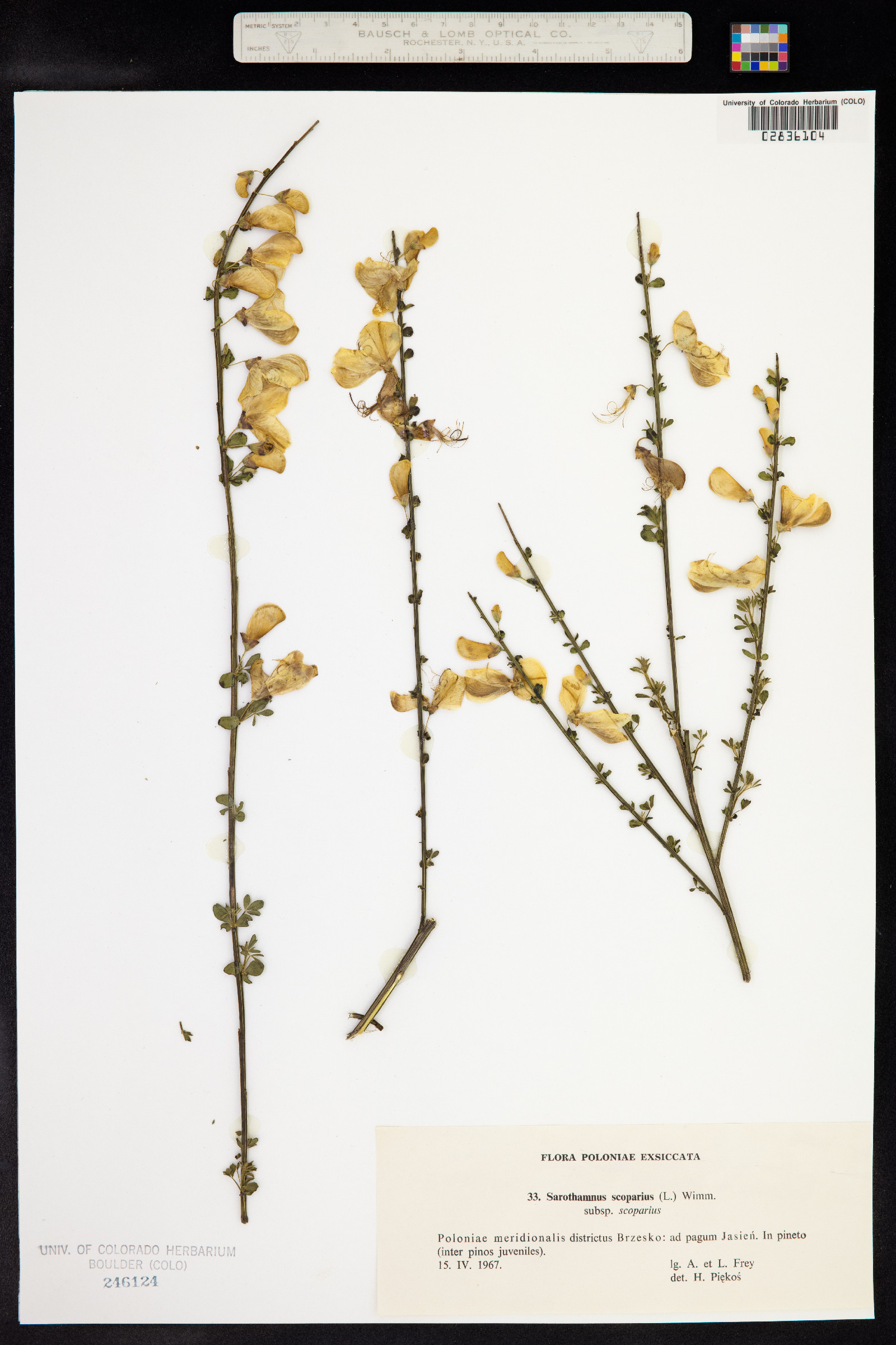 Cytisus scoparius var. scoparius image