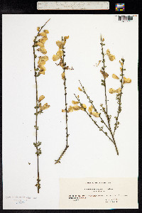 Sarothamnus scoparius image