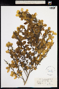 Sarothamnus scoparius image