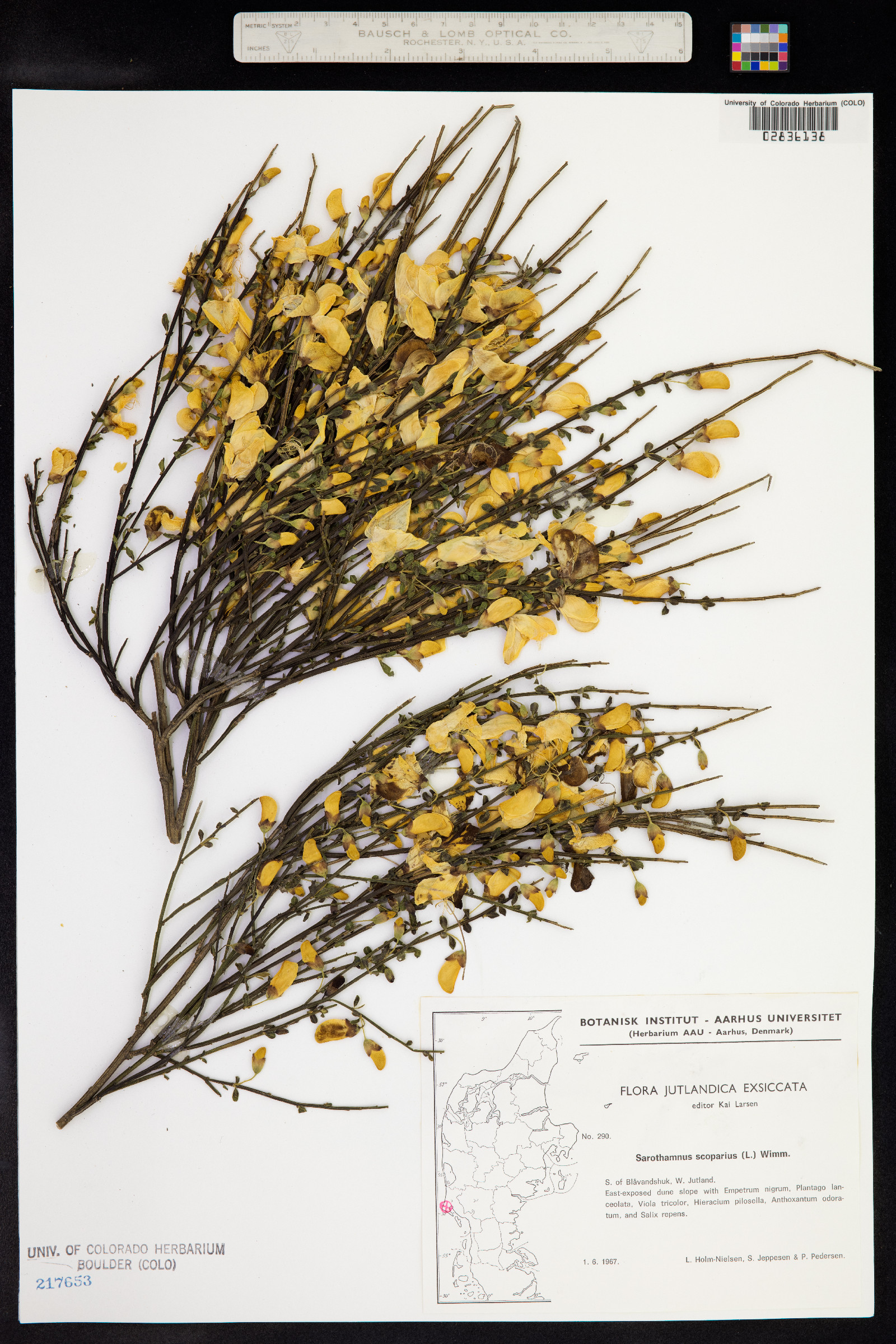 Cytisus scoparius var. scoparius image