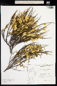 Sarothamnus scoparius image