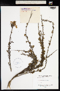 Cytisus scoparius image