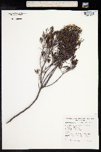 Senna artemisioides image