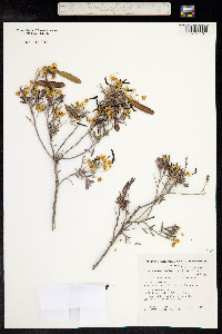 Senna artemisioides image