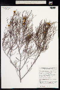 Senna artemisioides image