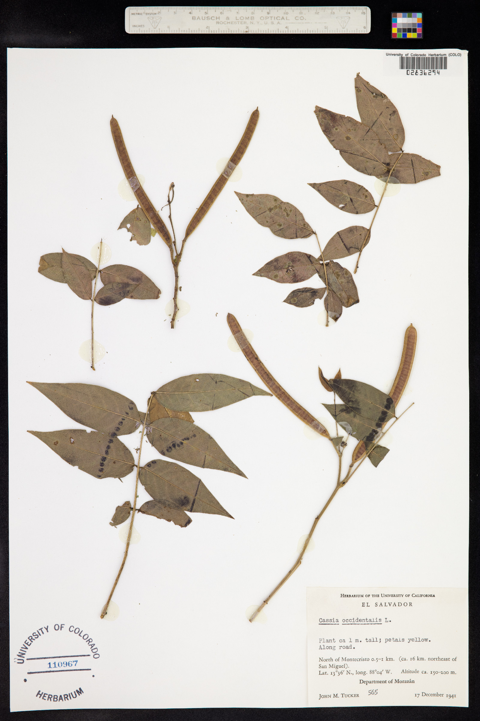 Senna occidentalis image