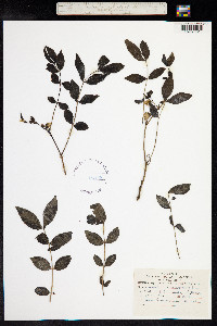 Senna occidentalis image