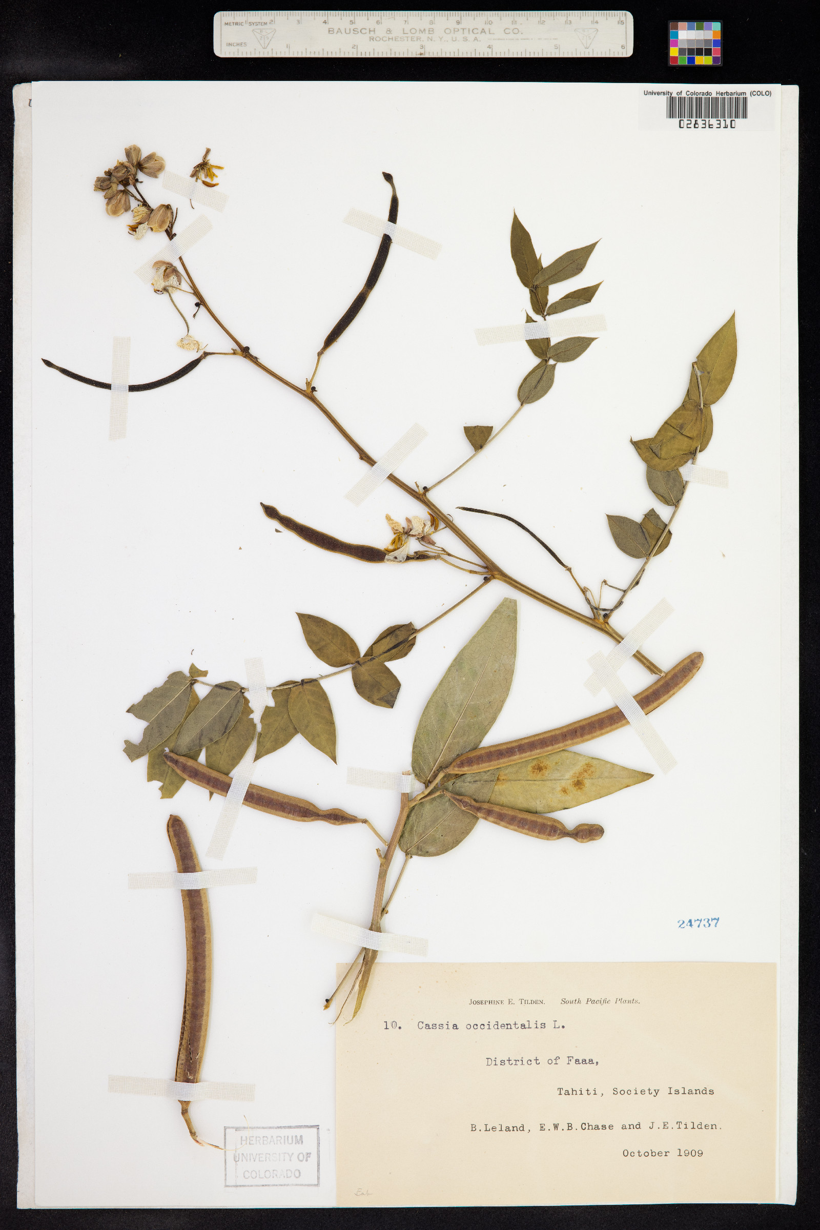 Senna occidentalis image