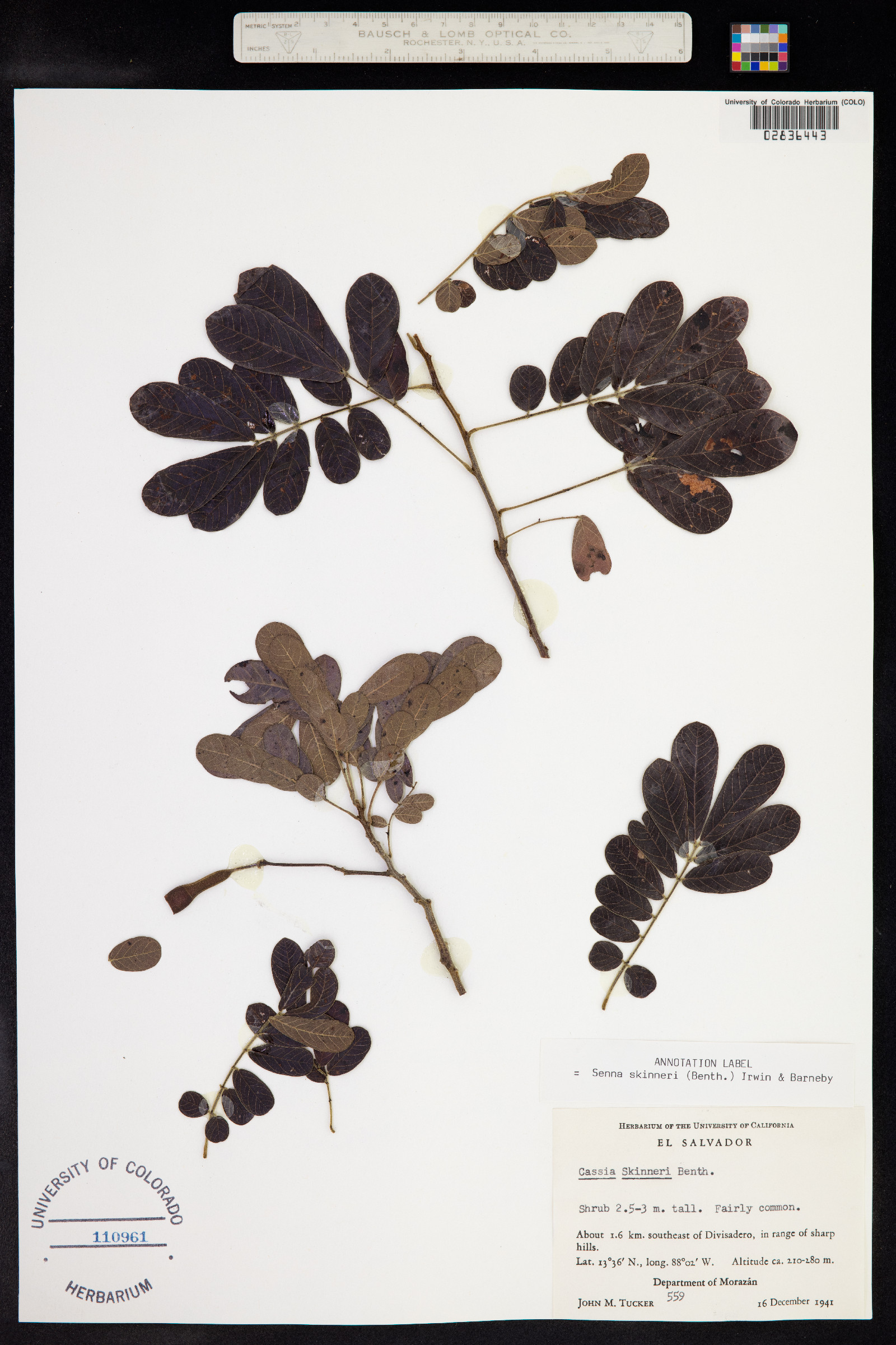 Senna skinneri image