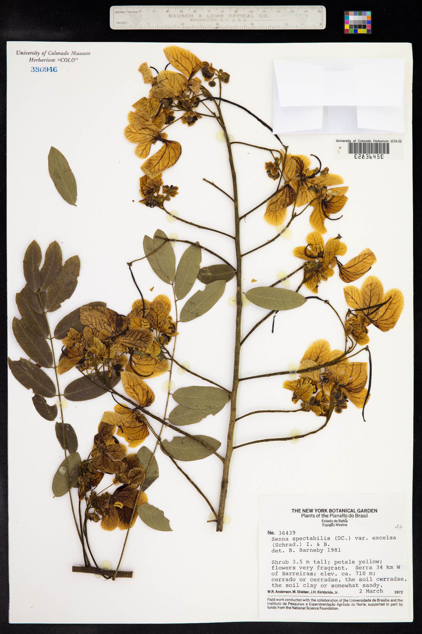 Senna spectabilis image