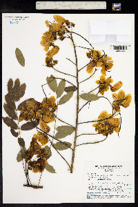 Senna spectabilis image