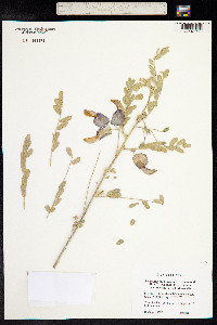 Image of Sesbania tomentosa