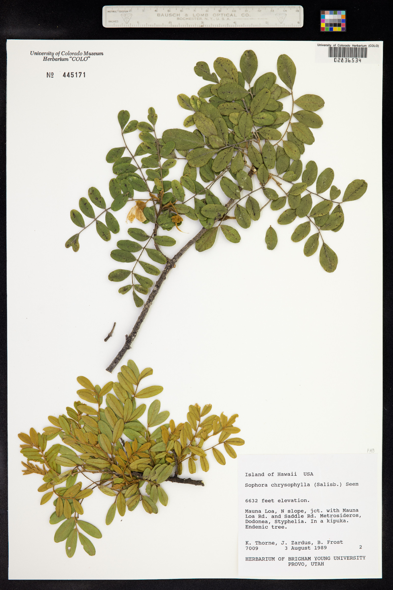 Sophora chrysophylla image