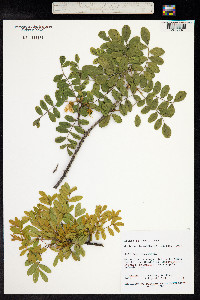 Sophora chrysophylla image