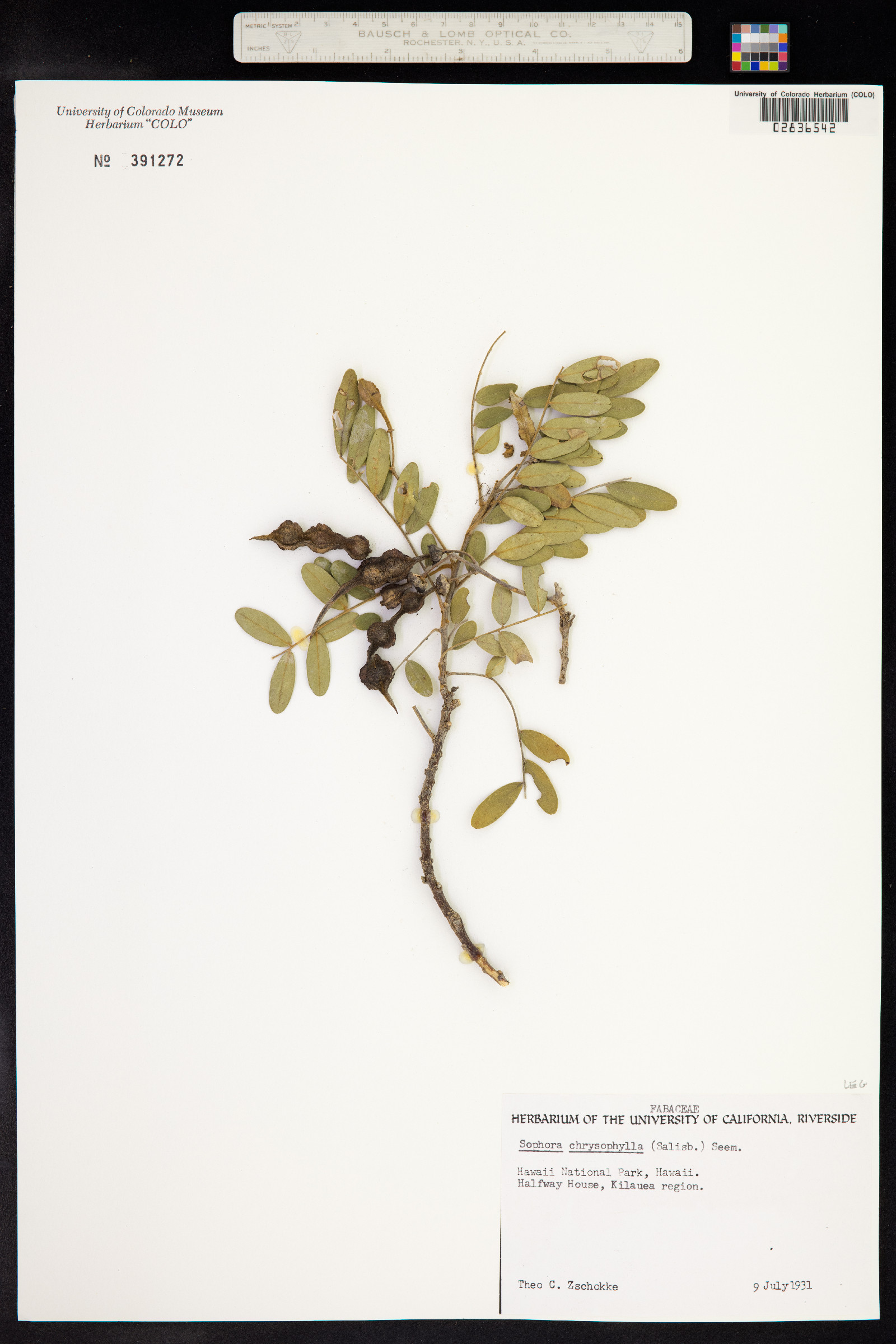 Sophora chrysophylla image