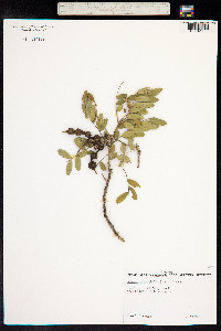 Sophora chrysophylla image