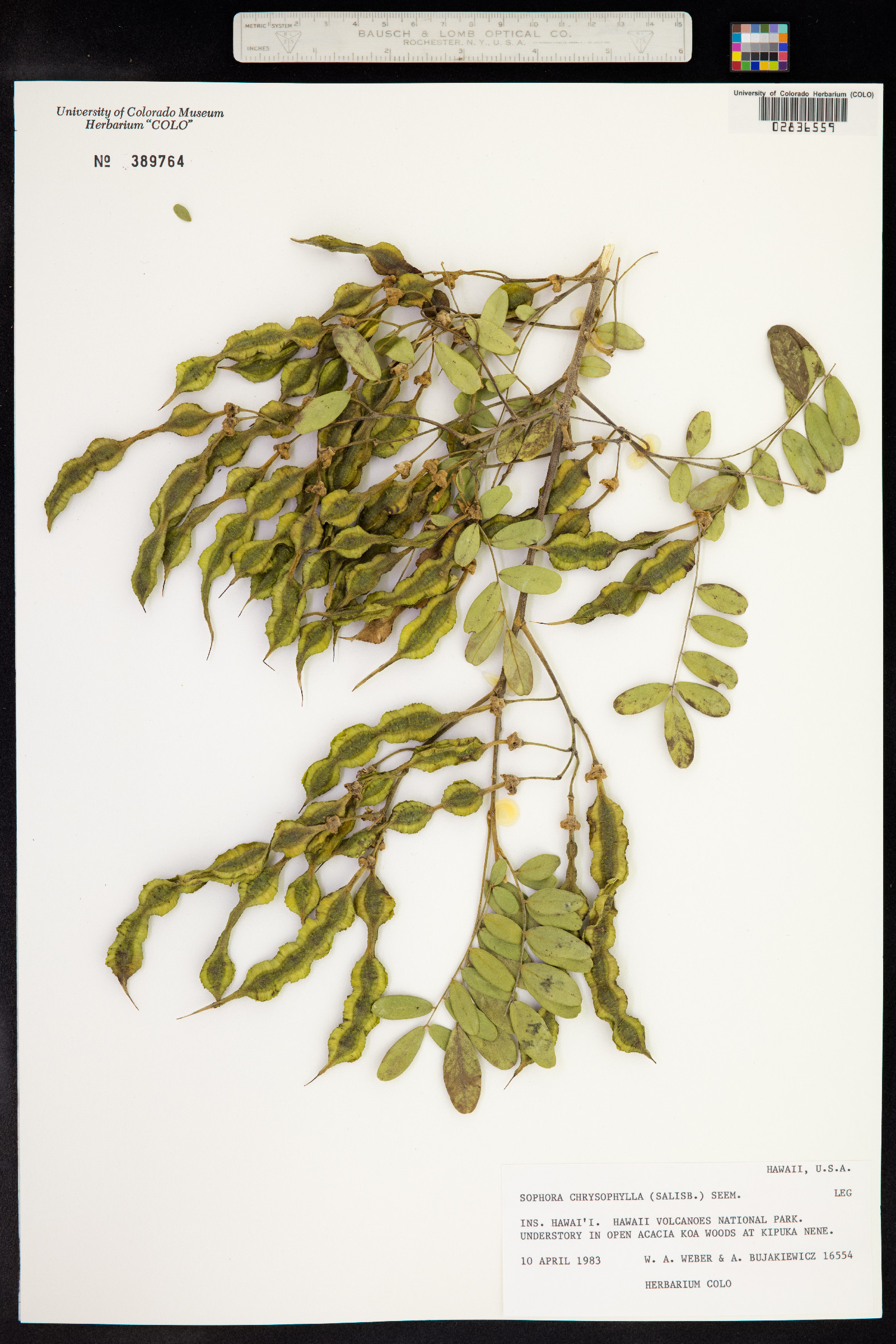 Sophora chrysophylla image