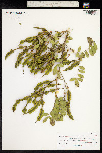 Sophora chrysophylla image